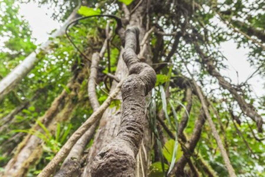 Ayahuasca-or-truffle ceremony_com