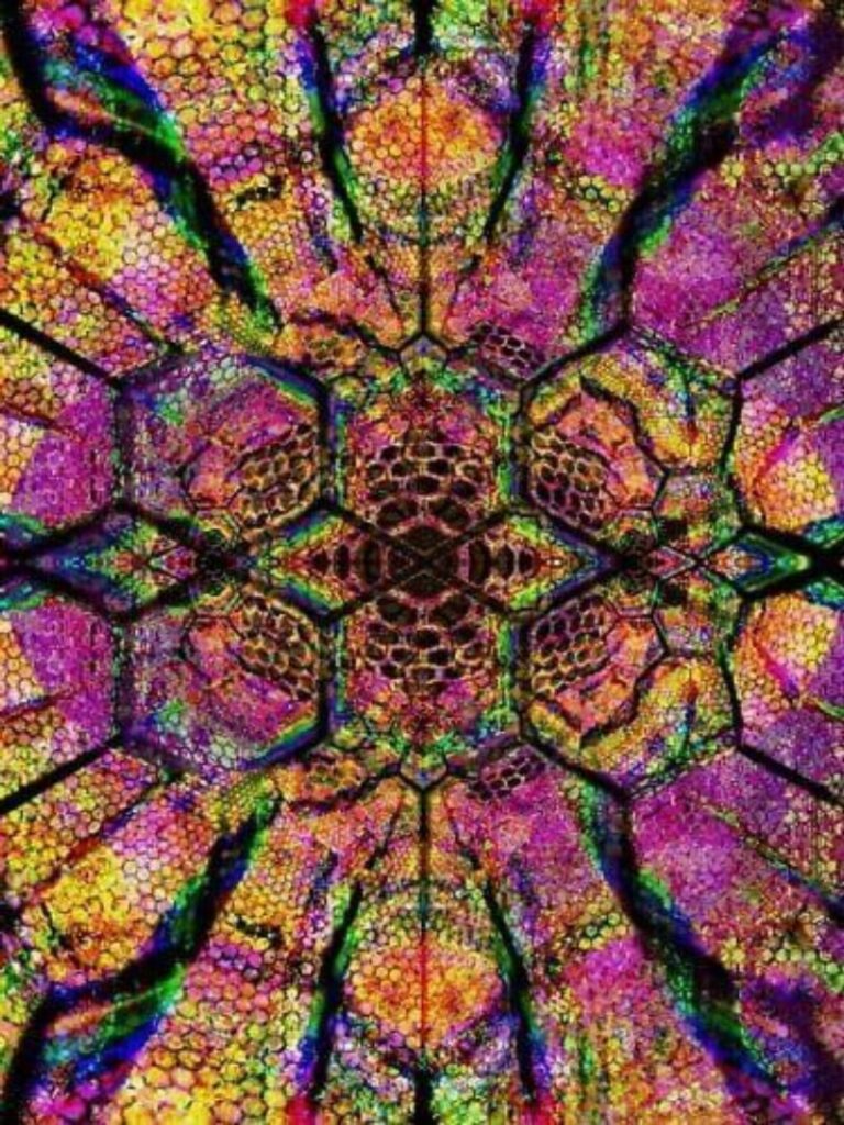 psychedelische trip, trippen op truffels
