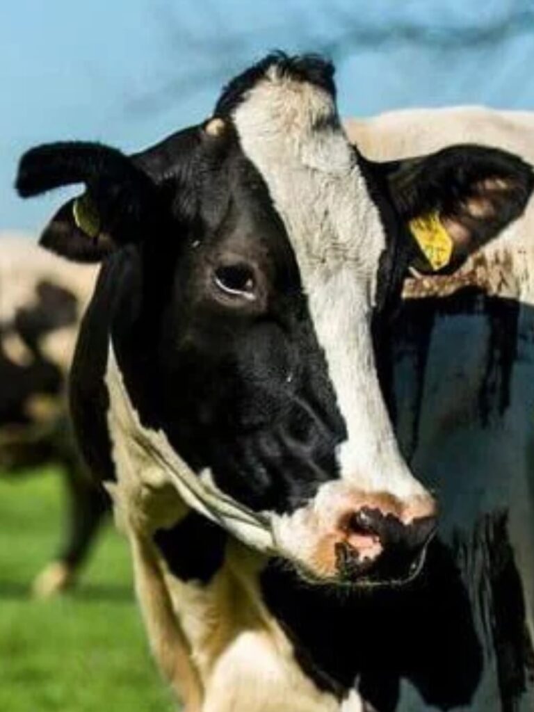 cow