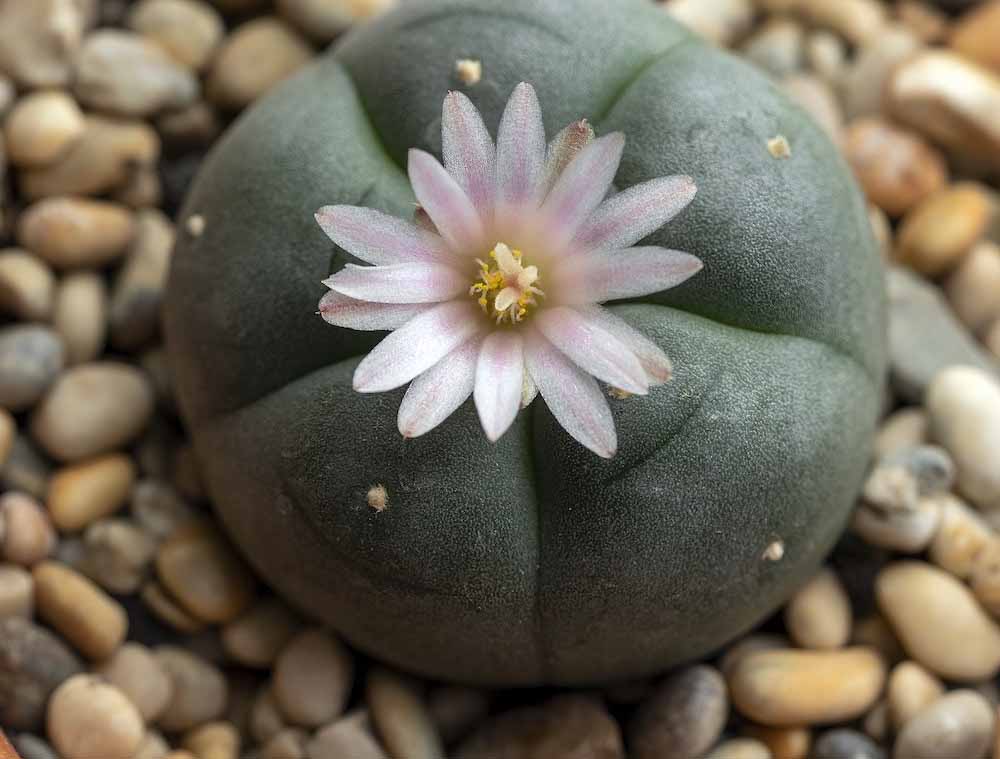 peyote cactus